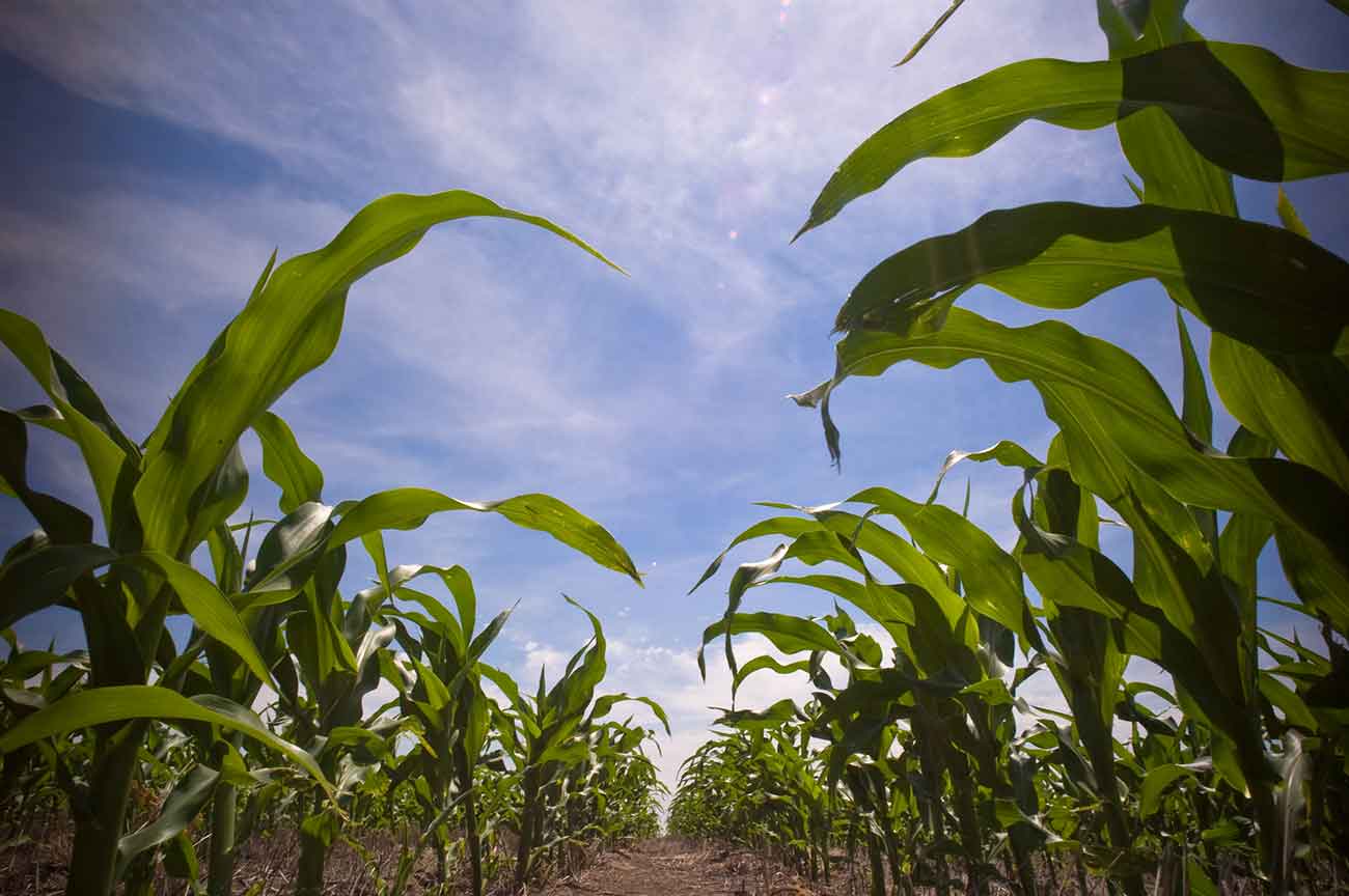 A GMO Corn and Its Non-GMO Parent Are Not Substantially Equivalent