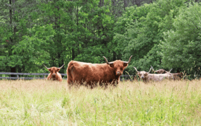 Project Highlight: Northeast Grass-Fed Beef Initiative