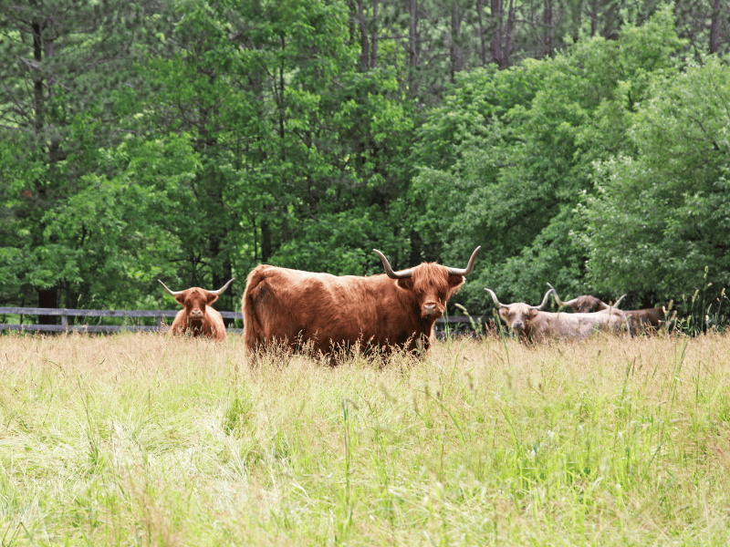 Project Highlight: Northeast Grass-Fed Beef Initiative