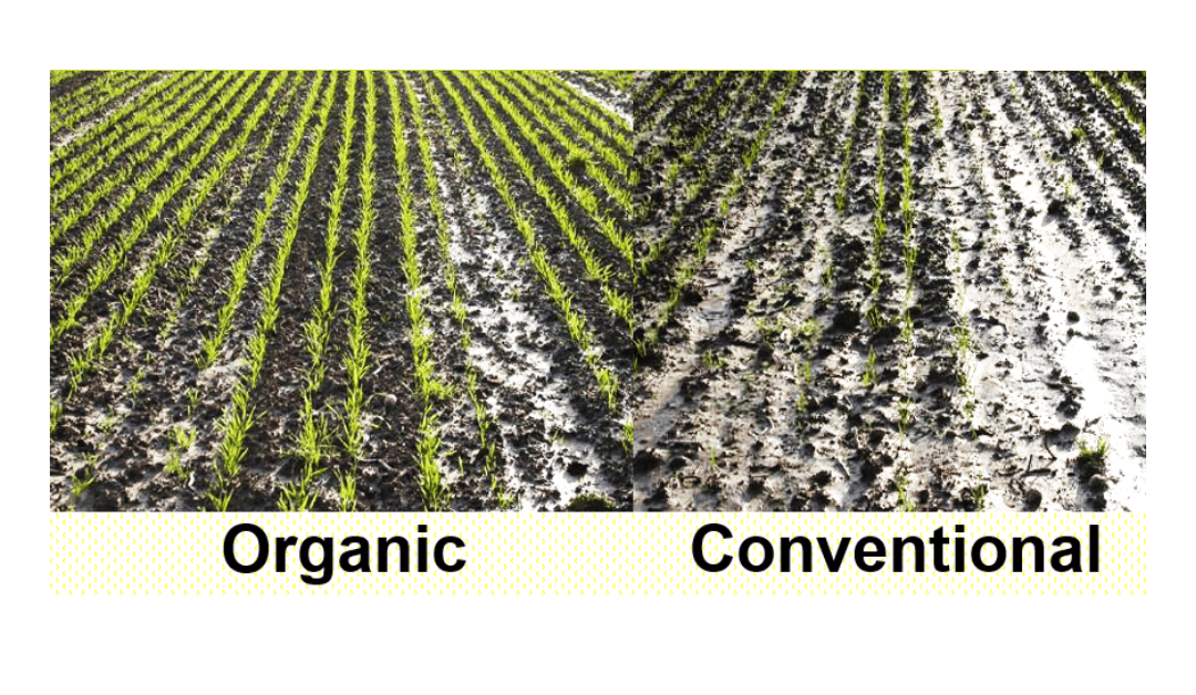 There Is No Need For GMO Maize: Regenerative Organic Agriculture Produces Higher Yields