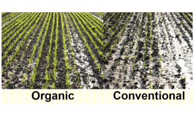 There Is No Need For GMO Maize: Regenerative Organic Agriculture Produces Higher Yields